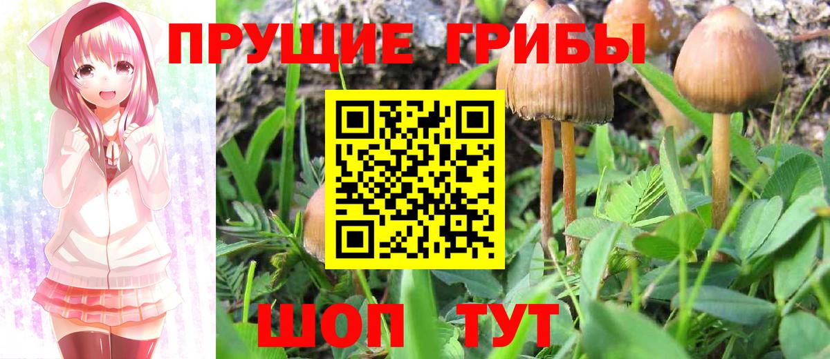 закладка  Псилоцибиновые грибы мицелий  Вход с VPN  Улан-Удэ 
